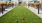 a group of balls on a lawn
